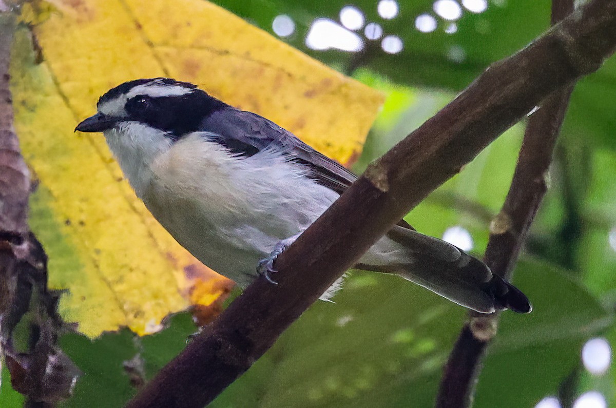 Gray-green Bushshrike - ML620357744