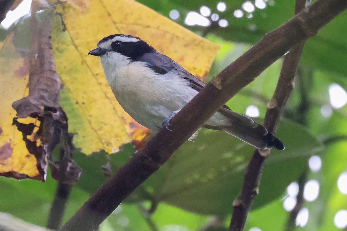 Gray-green Bushshrike - ML620357745