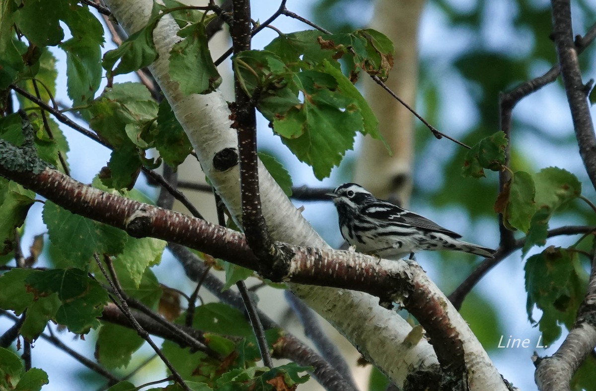 Black-and-white Warbler - ML620357747