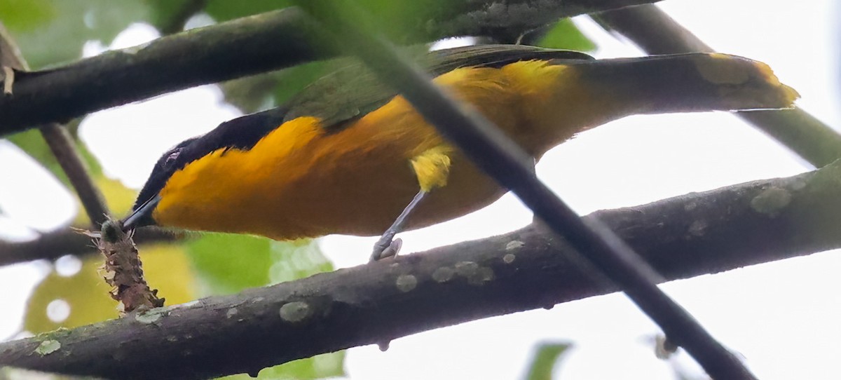 Many-colored Bushshrike - Tom Driscoll