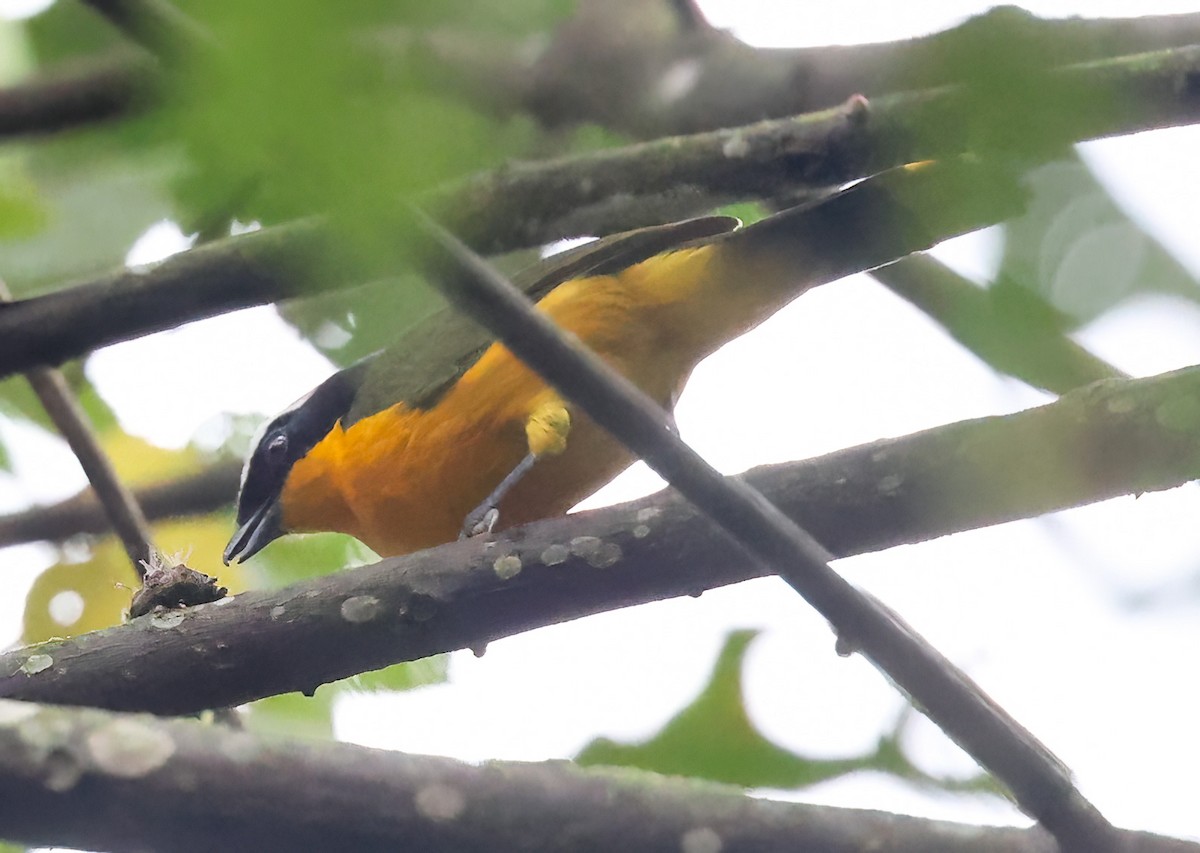 Many-colored Bushshrike - Tom Driscoll