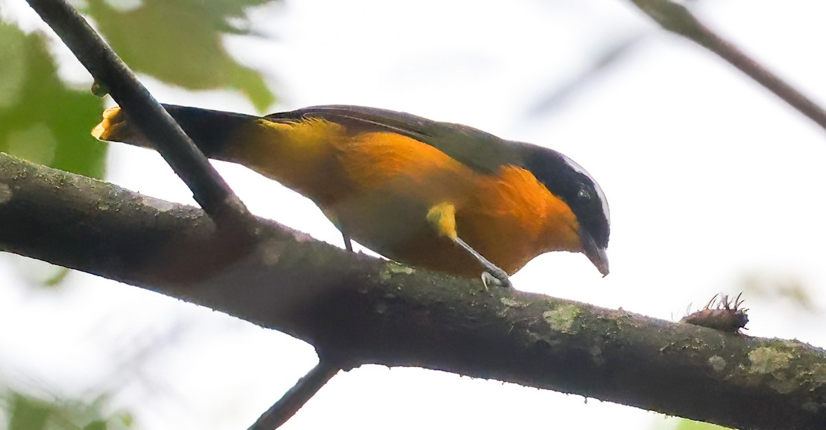 Many-colored Bushshrike - Tom Driscoll