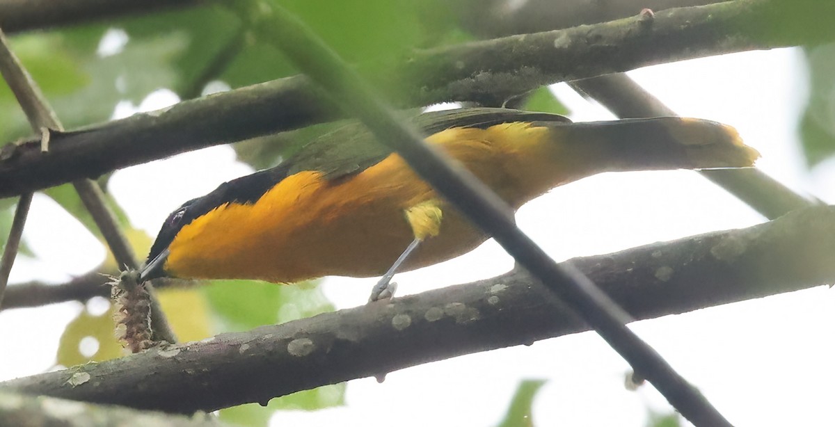 Many-colored Bushshrike - ML620357754