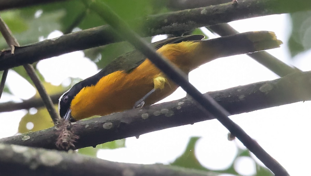 Many-colored Bushshrike - ML620357755