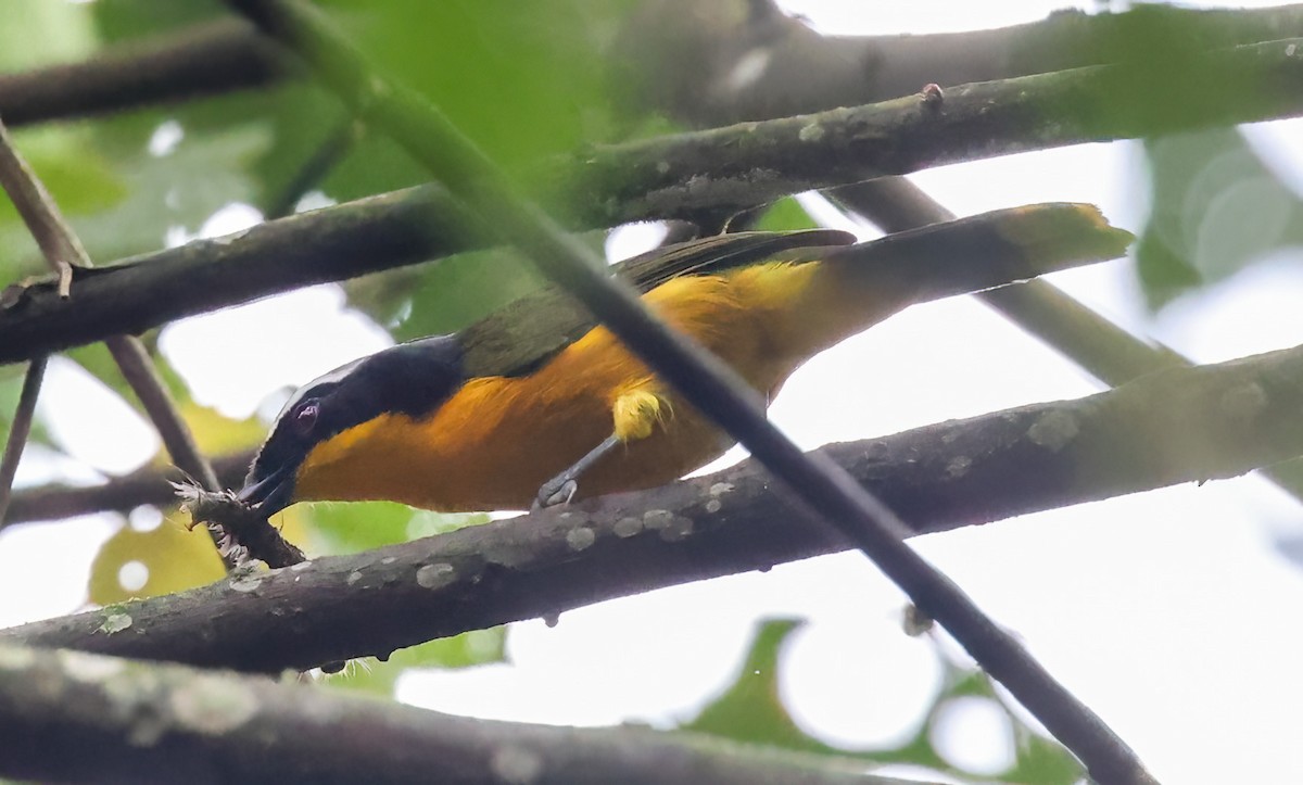 Many-colored Bushshrike - ML620357757