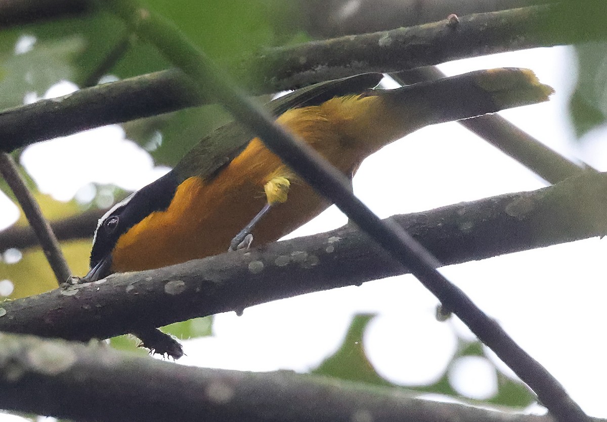 Many-colored Bushshrike - ML620357758