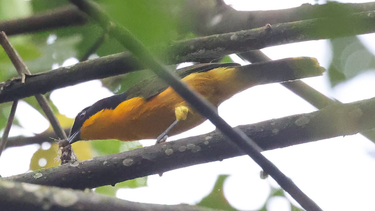 Many-colored Bushshrike - ML620357761