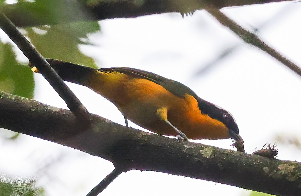 Many-colored Bushshrike - ML620357763