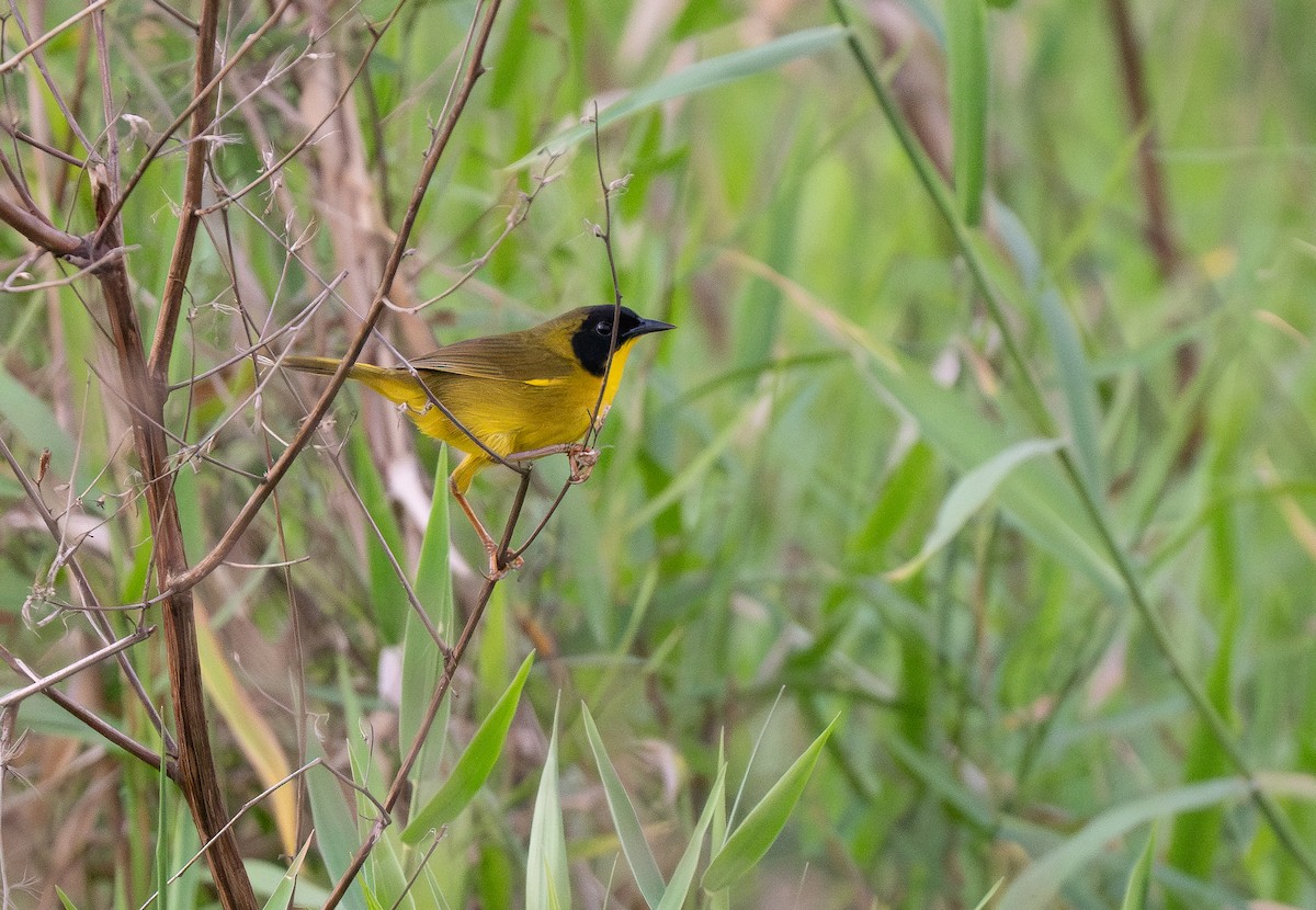 Olive-crowned Yellowthroat - ML620357769