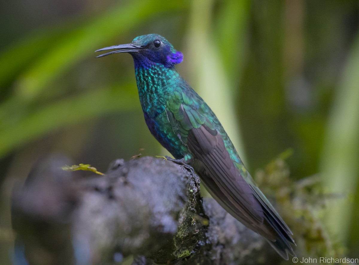 kolibřík modrolící - ML620357775