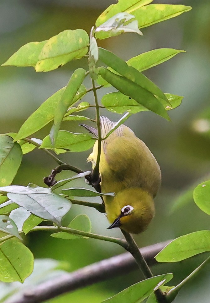 Green White-eye - ML620357784