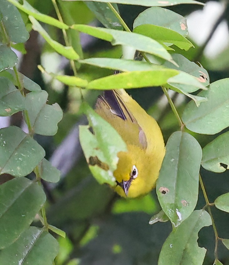 Green White-eye - ML620357785