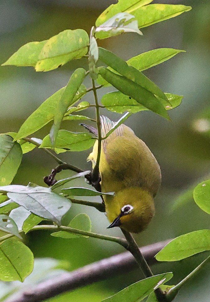 Green White-eye - ML620357786