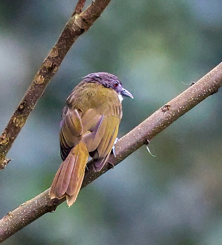 Red-tailed Greenbul - ML620357823