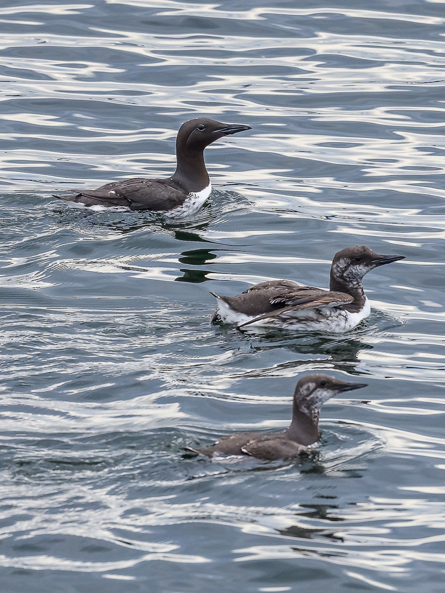 Common Murre - ML620357859