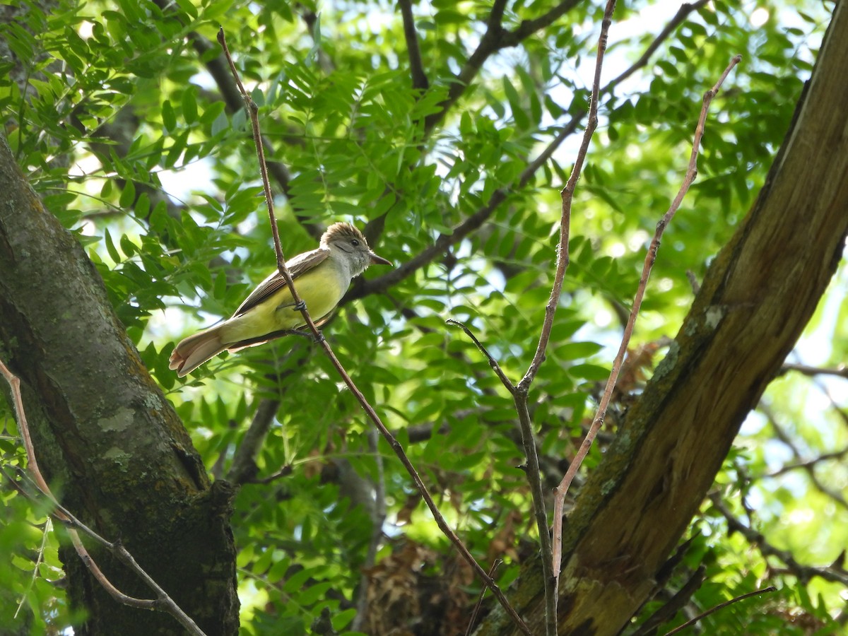 Great Crested Flycatcher - ML620357862