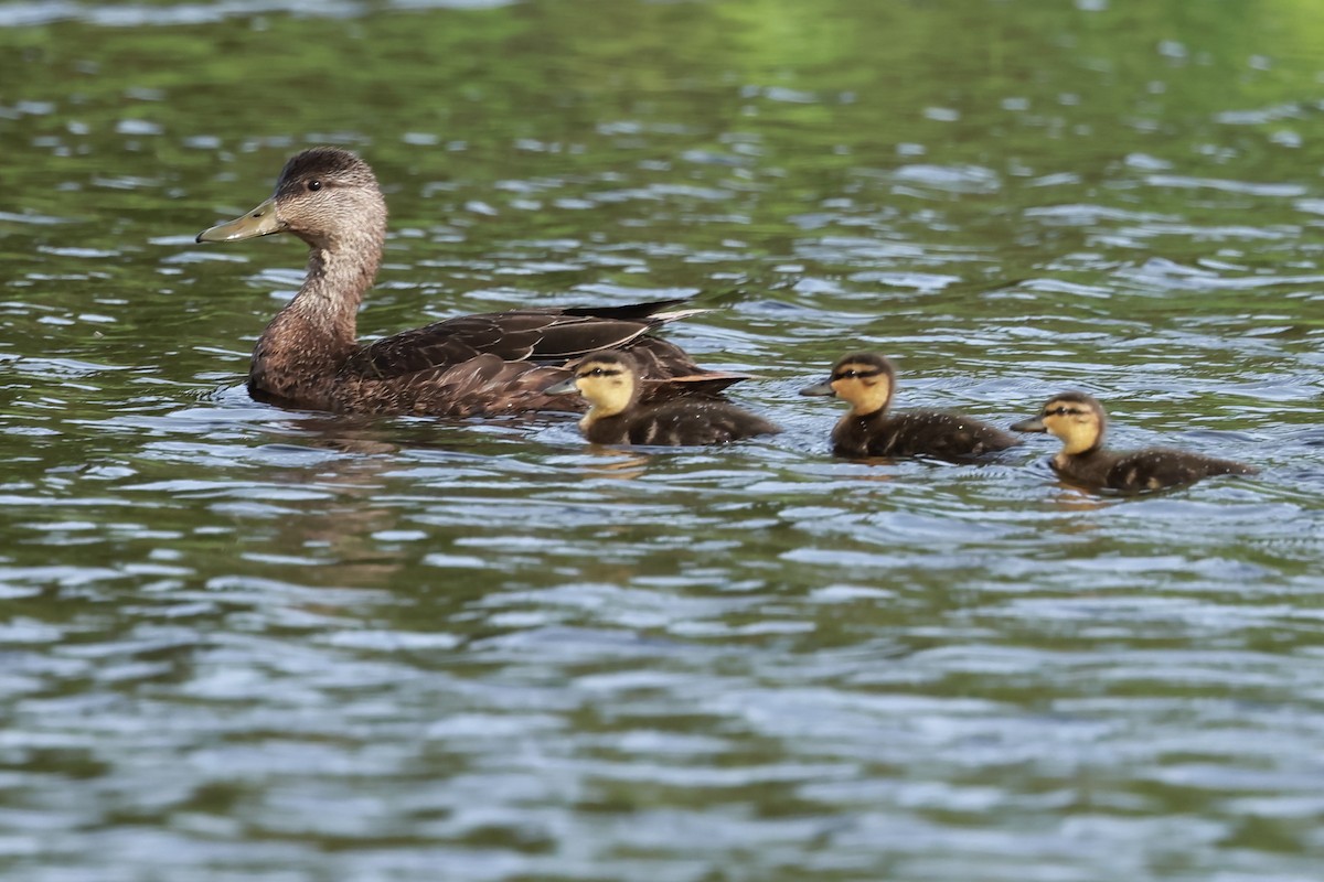 Canard colvert - ML620357887