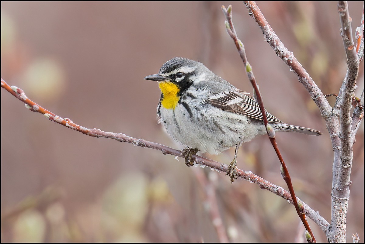 Yellow-throated Warbler - ML620357896