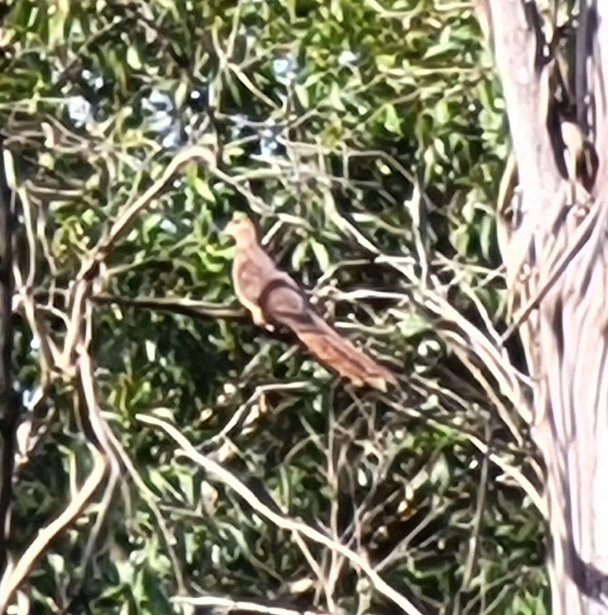 Brown Cuckoo-Dove - ML620357898