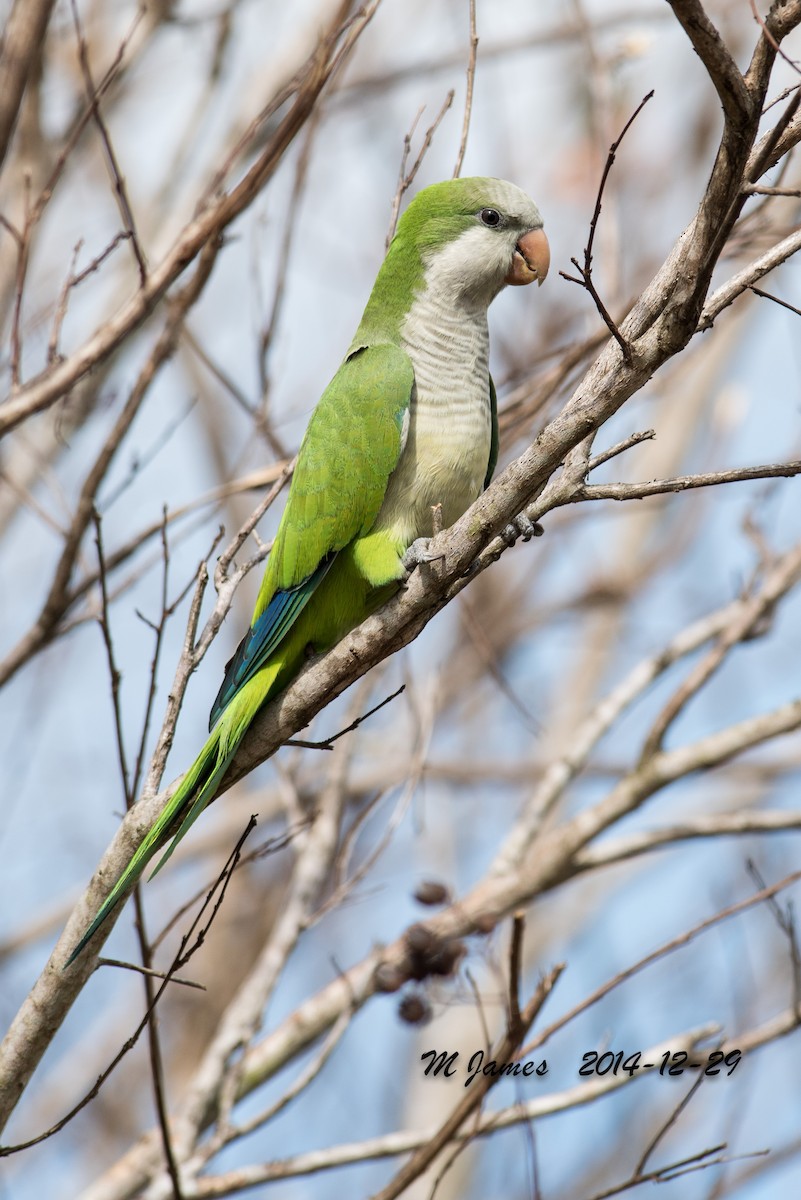 Monk Parakeet - ML620357909