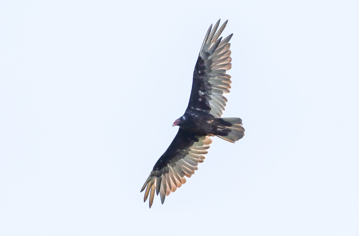 Turkey Vulture - ML620357916