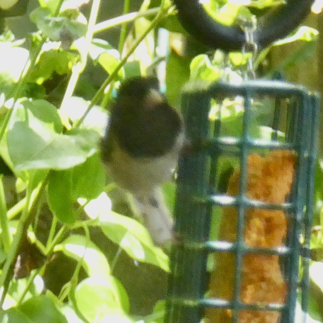 Dark-eyed Junco (Oregon) - ML620357936