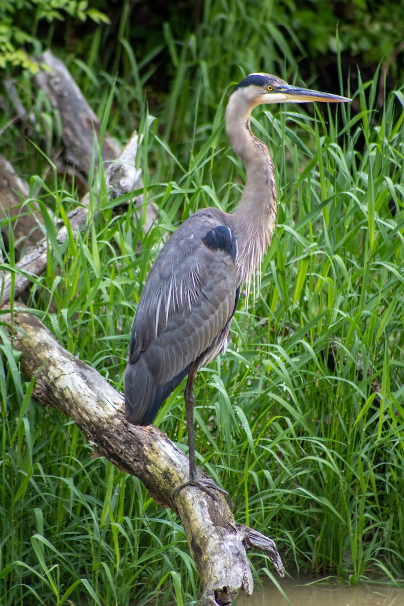 Great Blue Heron - ML620357942