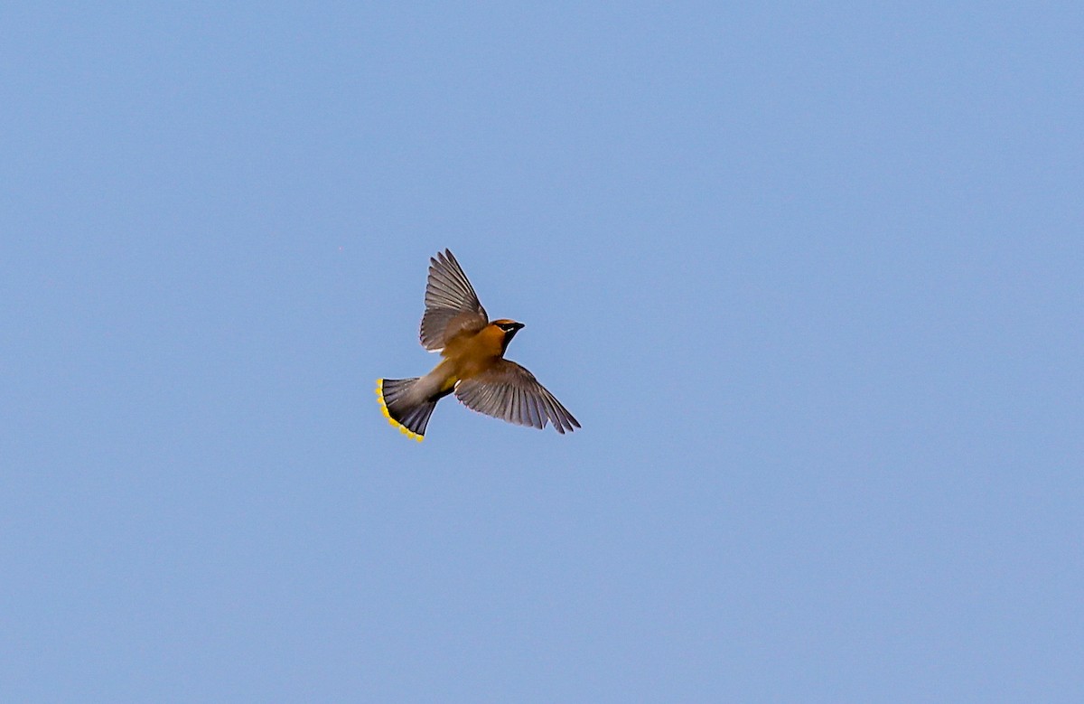 Cedar Waxwing - ML620357948