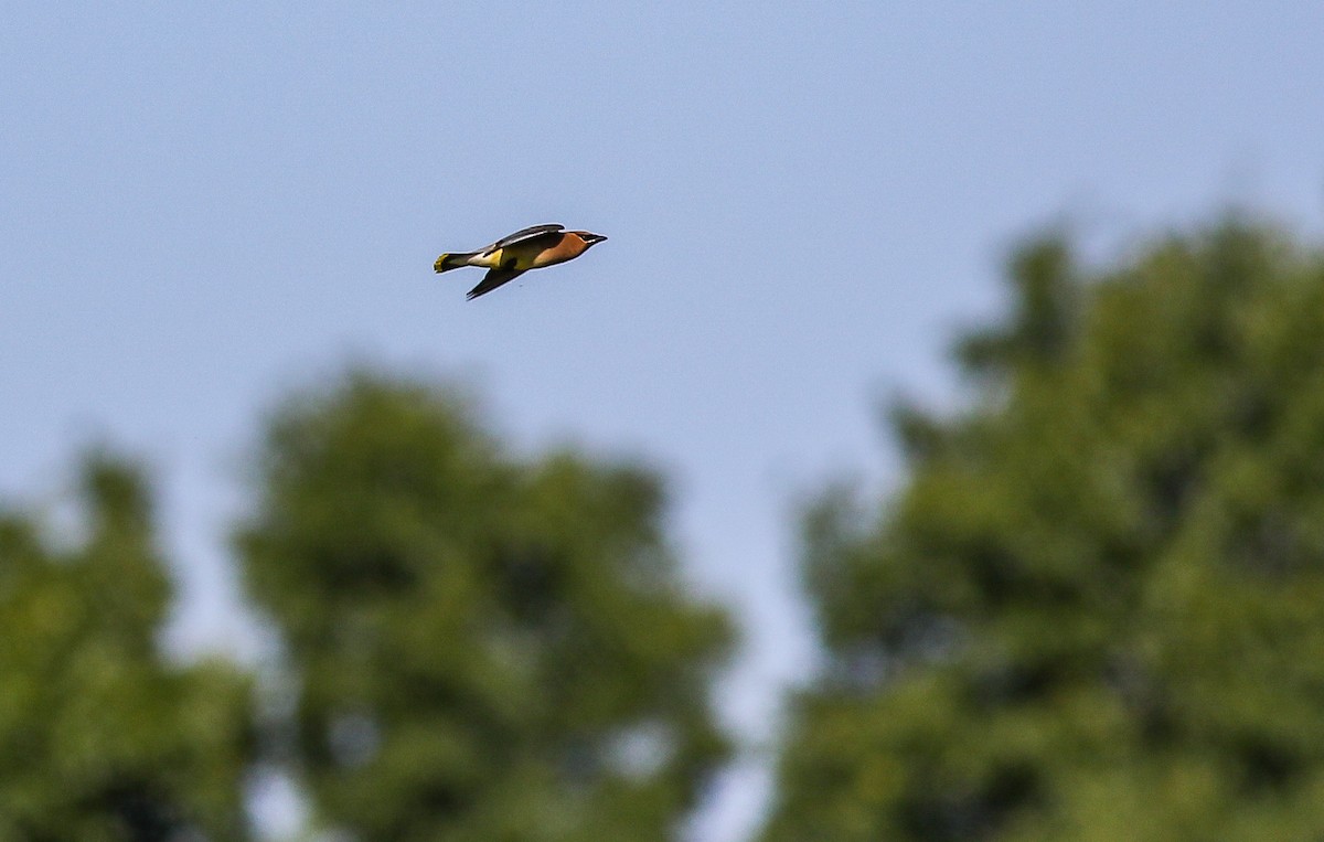 Cedar Waxwing - ML620357951