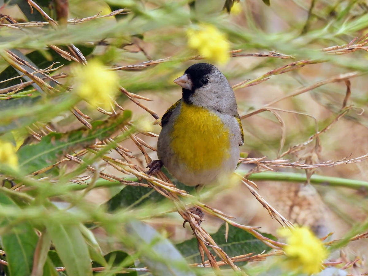 Lawrence's Goldfinch - ML620357970