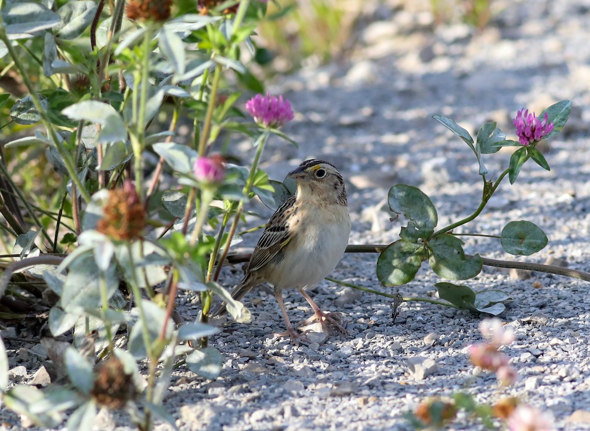 Grasshopper Sparrow - ML620357983