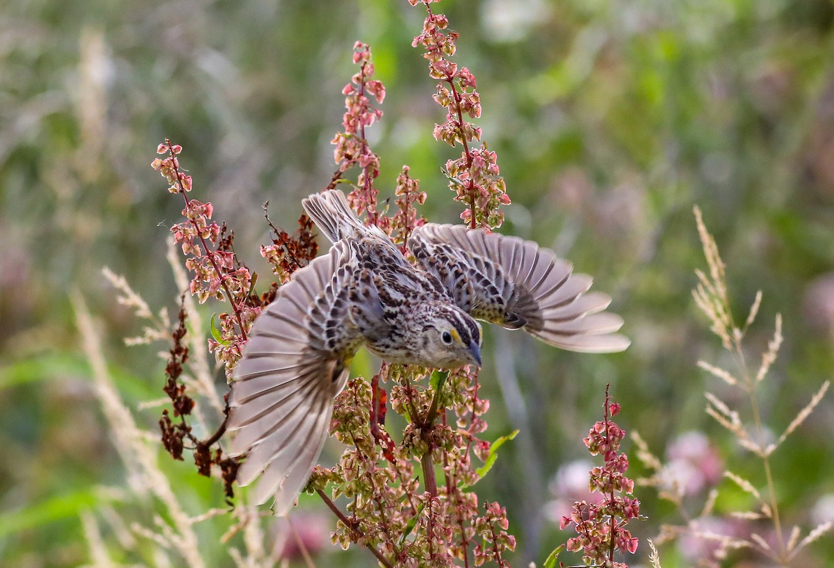 Grasshopper Sparrow - ML620357986