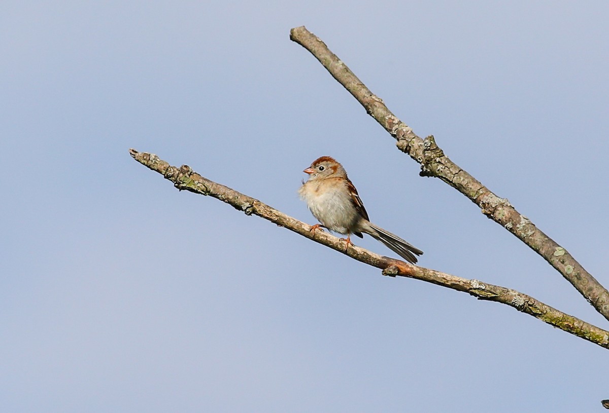 Field Sparrow - ML620357992