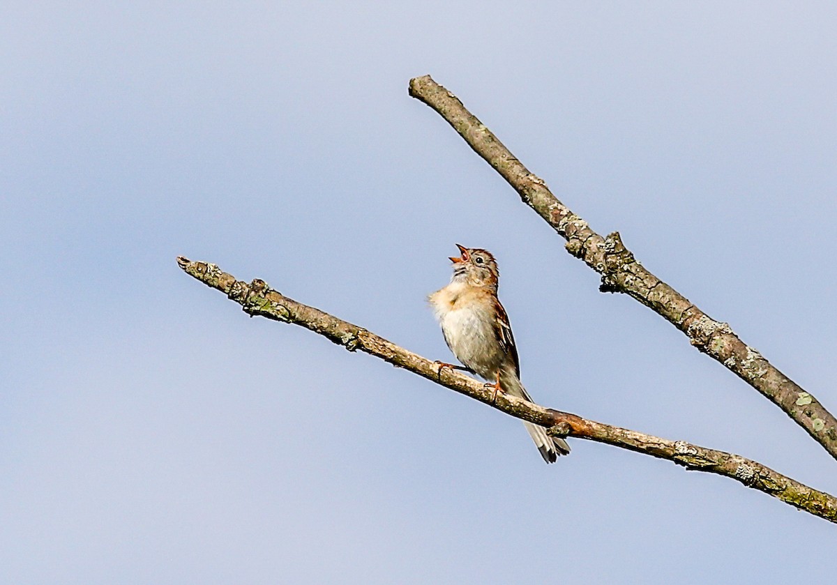 Field Sparrow - ML620357993