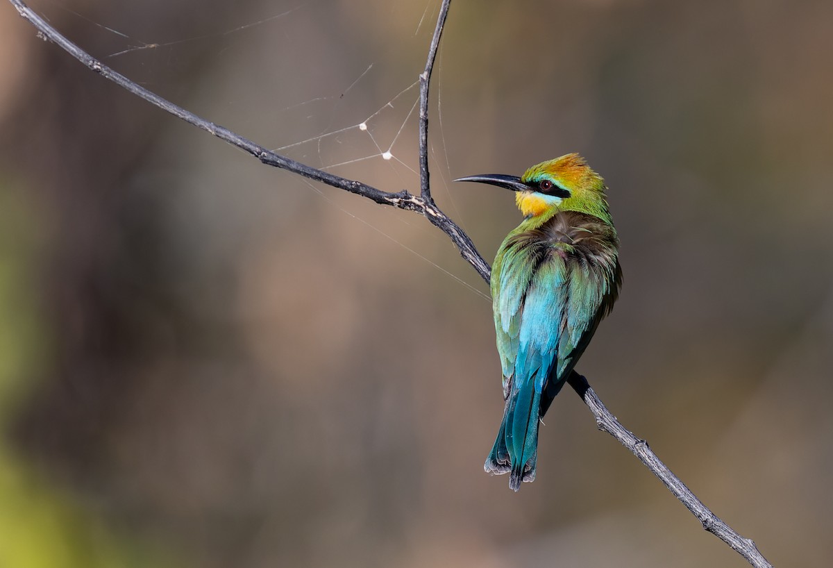 Rainbow Bee-eater - ML620357994