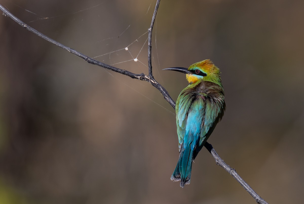 Rainbow Bee-eater - ML620357995