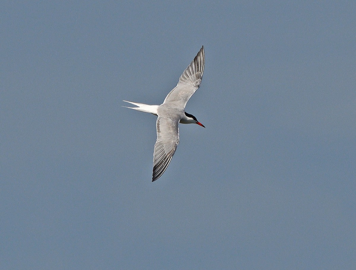 Common Tern - ML620357999