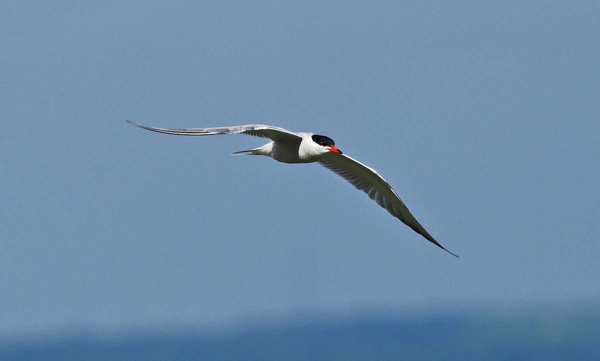Common Tern - ML620358001
