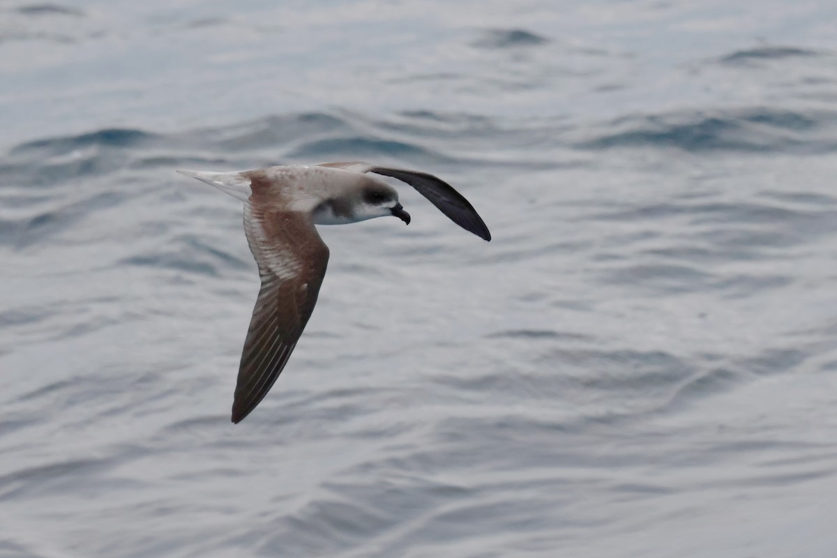 Petrel Gongón - ML620358005