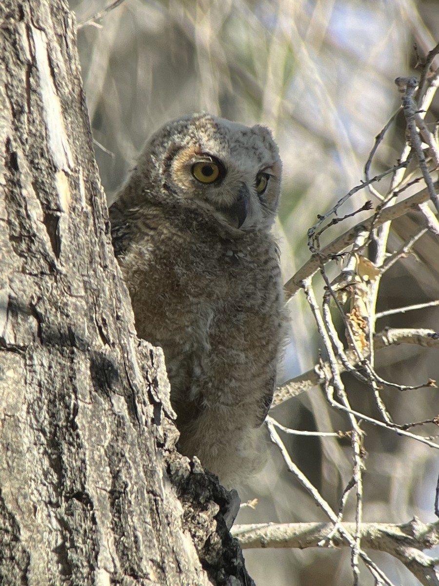 Great Horned Owl - ML620358007