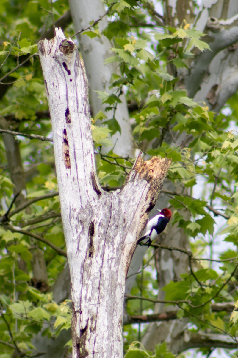 Red-headed Woodpecker - ML620358038