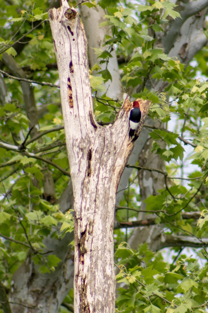 Red-headed Woodpecker - ML620358039