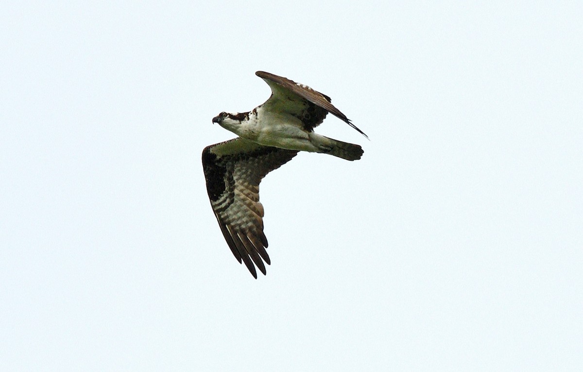 Águila Pescadora - ML620358048