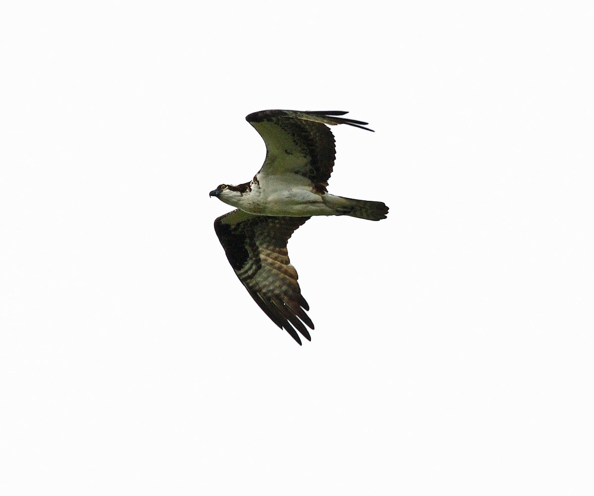 Águila Pescadora - ML620358049