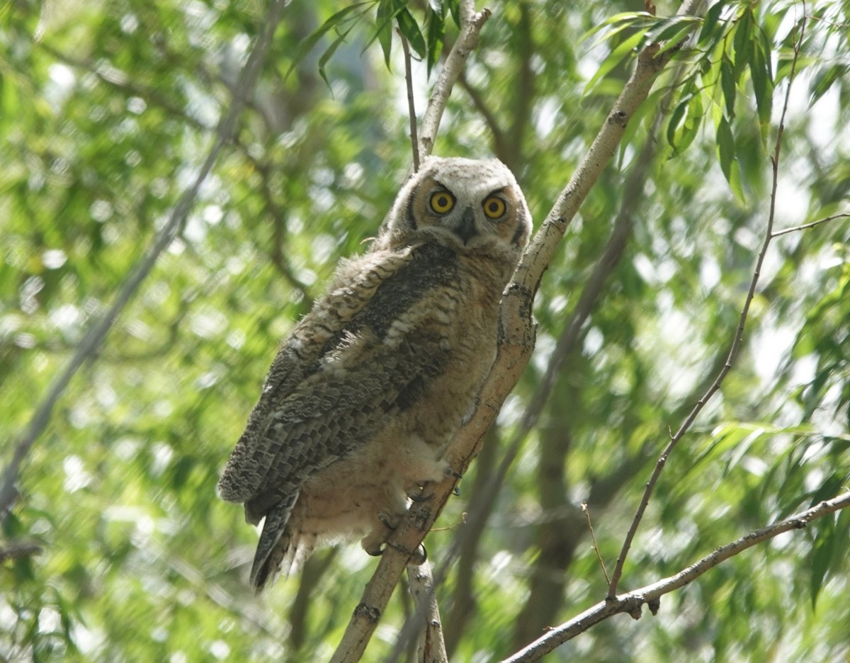 Great Horned Owl - ML620358060