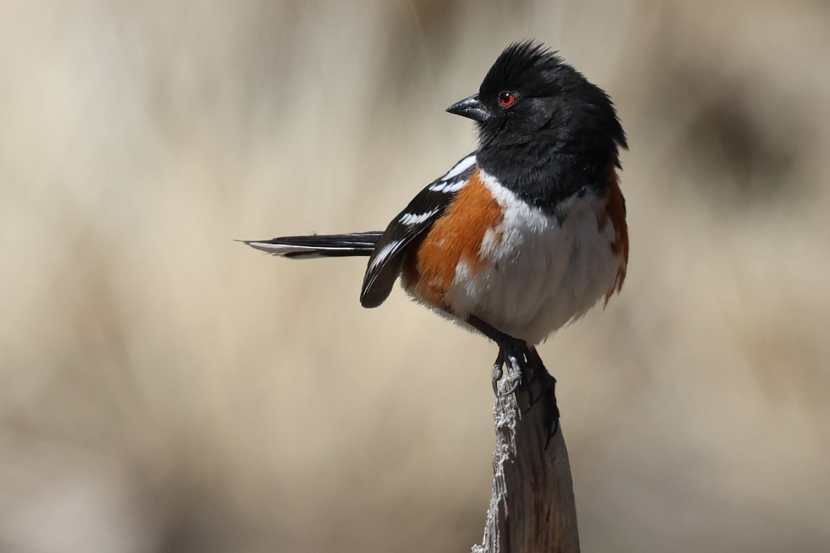 Spotted Towhee - ML620358061