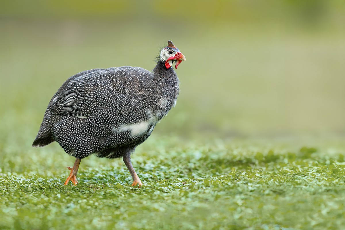 Helmeted Guineafowl (Domestic type) - JJ Harrison