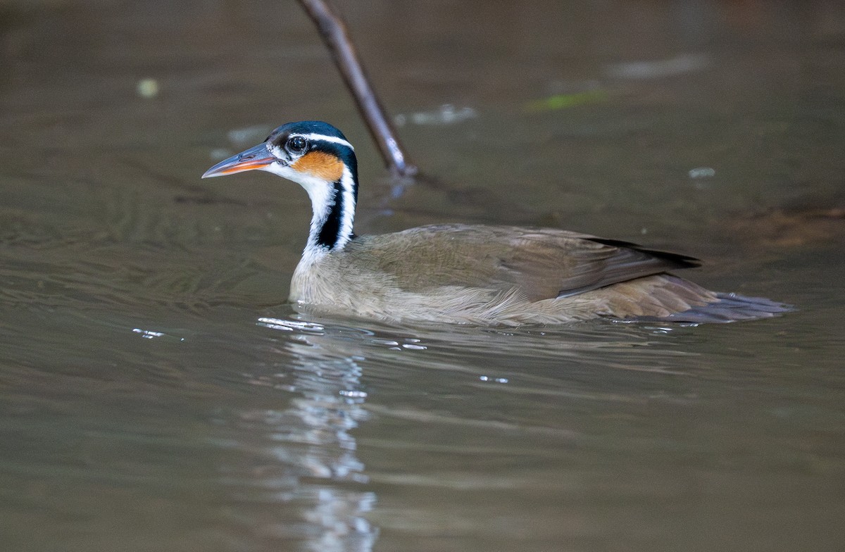Sungrebe - Forest Botial-Jarvis