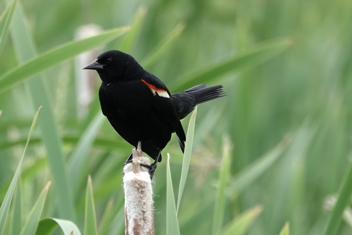Red-winged Blackbird - ML620358075