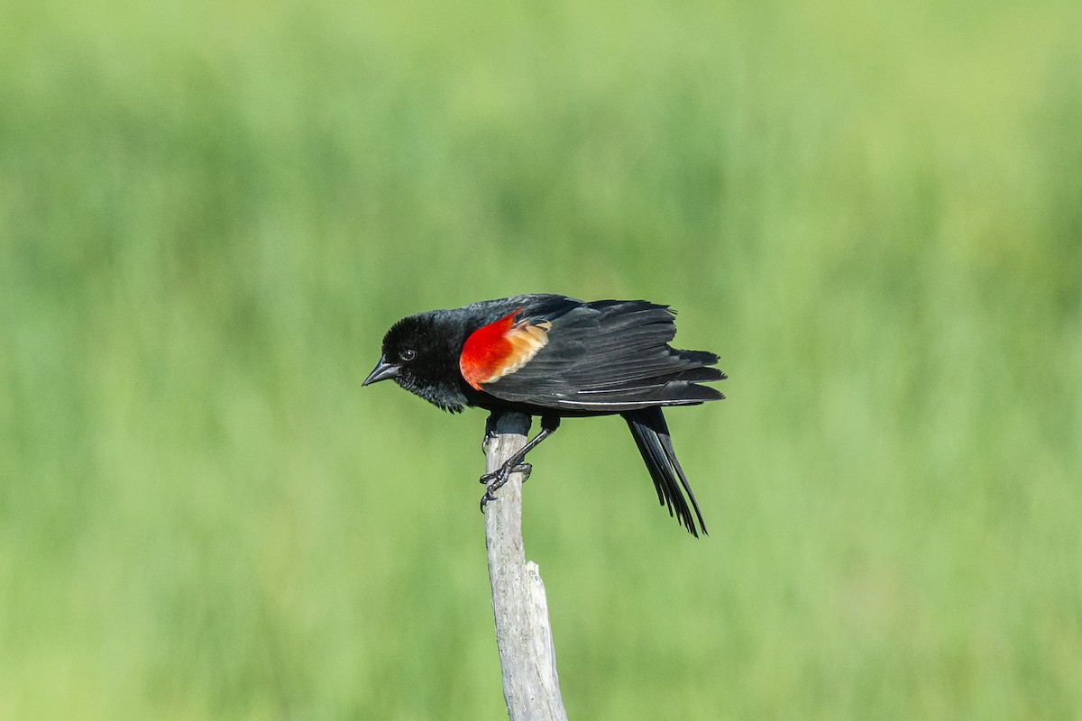 Red-winged Blackbird - Lisa Nasta